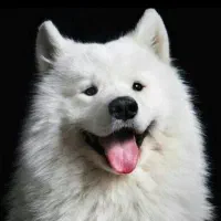 سگ سامویید ۳ ساله