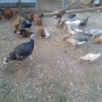 مرغ تخم گذار  وغاز وبوقلمون|حیوانات مزرعه|الشتر, |دیوار