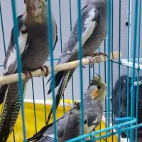 جوجه عروس هلندی دو ماهه|پرنده|خرمشهر, |دیوار