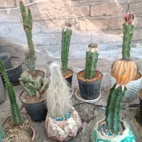 کاکتوس فروش فوری به دلیل مشکلات|گل و گیاه طبیعی|شریفآباد, |دیوار