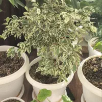 گل بنجامین ۷۰۰ت