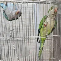 طوطی راهب مولد