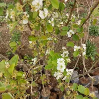 فروش انواع نهال های گلدونی