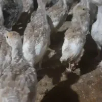 بوقلمون بوربون 400 گرم