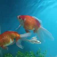 یک جفت ماهی گلد فیش|ماهی|کاشان, لتحر|دیوار