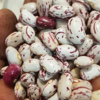 لوبیا چیتی (هفتاد روزه)