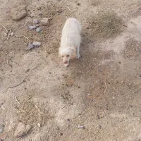 فروش سگخانگی|سگ|ابرکوه, |دیوار