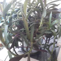 گل طبیعی|گل و گیاه طبیعی|کرمانشاه, |دیوار