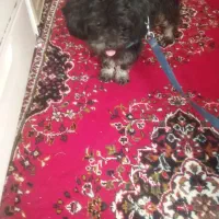 سگ شیتزو|سگ|خرمآباد, |دیوار