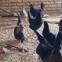 مرغ عربی تخم گذار حمیدیه|حیوانات مزرعه|اهواز, آسیاباد|دیوار