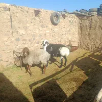 بره قوچی کاور افشاری