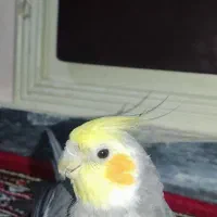 عروس هلندی پرنده|پرنده|همدان, |دیوار