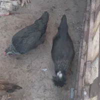 باسلام فروش مرغ و خروس|حیوانات مزرعه|بن, |دیوار