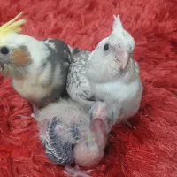 عروس هلندی ۲ماهه،بسیار دوستداشتنی زیبا|پرنده|فومن, |دیوار