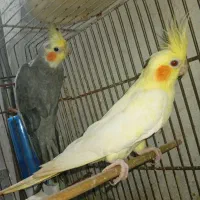 عروس هلندی|پرنده|گرگان, |دیوار