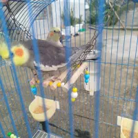 عروس هلندی|پرنده|سیاهکل, |دیوار