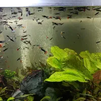 ۵۰ قطعه ماهی گوپی میکس ۲ تا 4 سانت درهم نر و ماده|ماهی|تهران, حر|دیوار