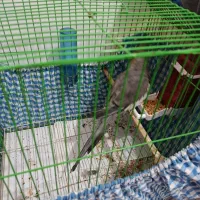 عروس ماده بالغ|پرنده|رشت, یخسازی|دیوار