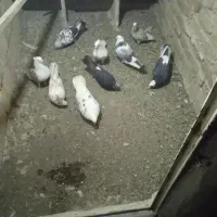 کبوتر