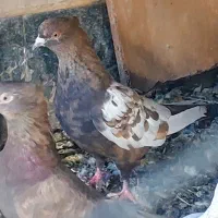 سه تا سینه ای ماده|پرنده|شیراز, مسلم|دیوار