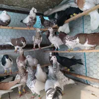 کفتر رنگی پرشی