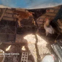 مرغ و خروس همراه با 3 تا جوجه خروس و دوتا جوجه مرغ