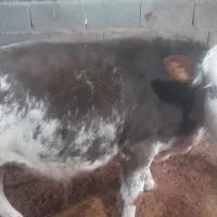 گوساله نر سیمینتال