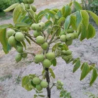 نهال گردو ژنوتیپ F1 آمریکایی / دیرگل، باردهی بالا|خدمات باغبانی و درختکاری|مشهد, شهرآرا|دیوار