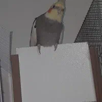 یک جفت عروس هلندی نر فندق ماده لیمو