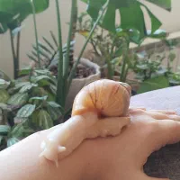 حلزون آچاتینا مولد|خزنده|تبریز, |دیوار