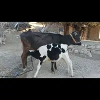 گاوسوئسی باگوساله نر نژاد هلشتاین|حیوانات مزرعه|پاپی, |دیوار