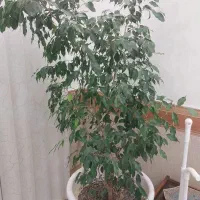 گل‌باگلدون‌|گل و گیاه طبیعی|بجنورد, |دیوار