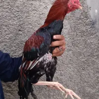 خروس پاکستانی سالم سالم