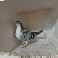 کبوتر|پرنده|اسفراین, |دیوار