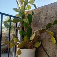 گل کاکتوس رایگان|گل و گیاه طبیعی|ابهر, |دیوار