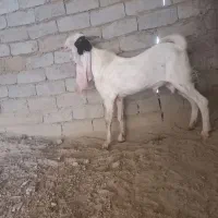 بزمری|حیوانات مزرعه|جزنیک, |دیوار