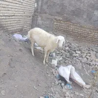 بره نرافشاری ومیش کردی سالم