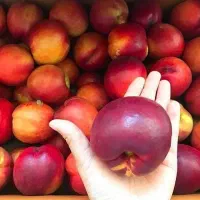 نهال شلیل آماده کاشت و درجه یک|خدمات باغبانی و درختکاری|ارومیه, |دیوار