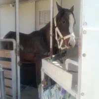 فروش دو راس کره درشور .بینظیر اکرمی