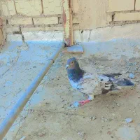 کفتر|پرنده|خرمشهر, |دیوار