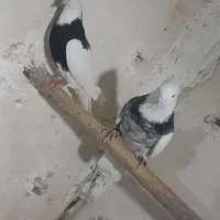 کبوتر طوقی|پرنده|بن, |دیوار