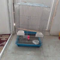 فروش قفس کاسکوو عروس هلندی