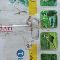 بزغاله نر یک ماه|حیوانات مزرعه|کرمان, |دیوار