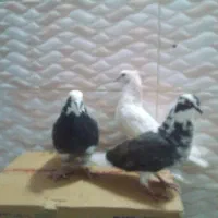 کبوتر طوقی|پرنده|اردبیل, |دیوار