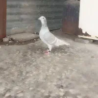 الماسی دو رنگ نر