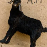 کهره نر