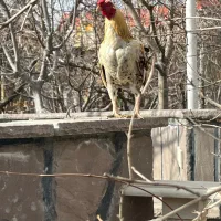 کوشامو ژاپنی|حیوانات مزرعه|رباط‌کریم, رباط‌کریم|دیوار