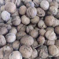 گردو ایرانی لوکس