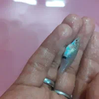 ماهی گوپی گامبوزیا شکم پر