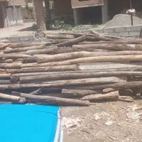 خریدار انواع چوب|خدمات باغبانی و درختکاری|پارس‌آباد, |دیوار